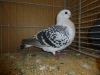 k-03_p1010262