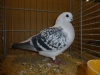 k-04_p1010263